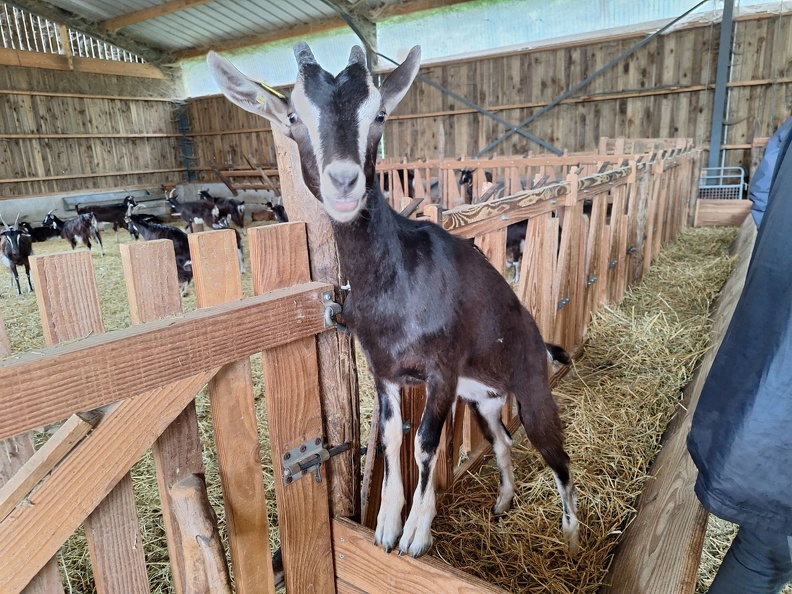 2024-06 AMAGAMELLE FERME-ARDOISIERES 2.jpg